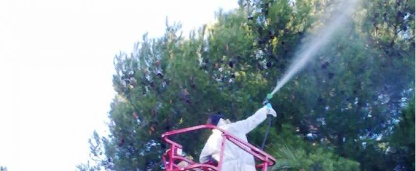 Procesionaria del Pino en Sevilla