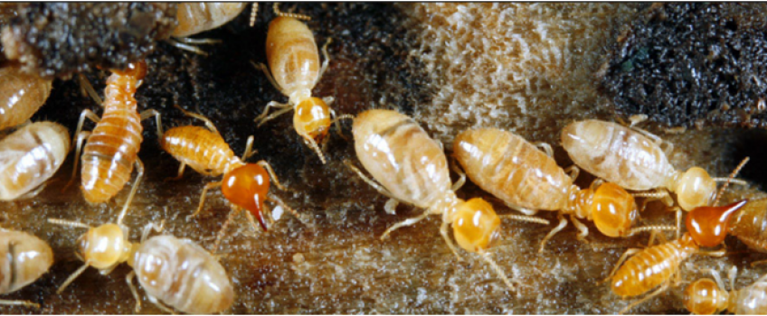 Desarrollo de las termitas