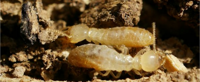 Tratamiento contra las termitas, la plaga de la madera